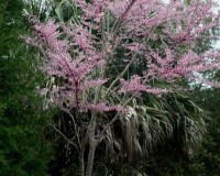 cercis canadensis.jpg